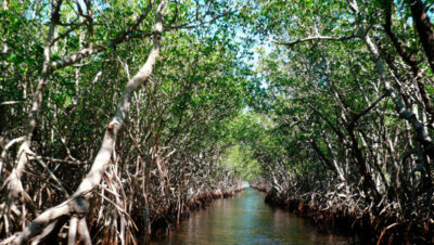 manglares-en-mandinga